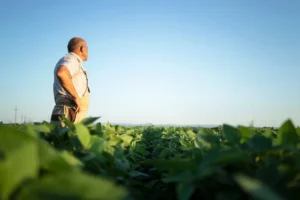 agronomo-agricultor-senior-campo-soja-vistas-control-cultivos-antes-cosecha